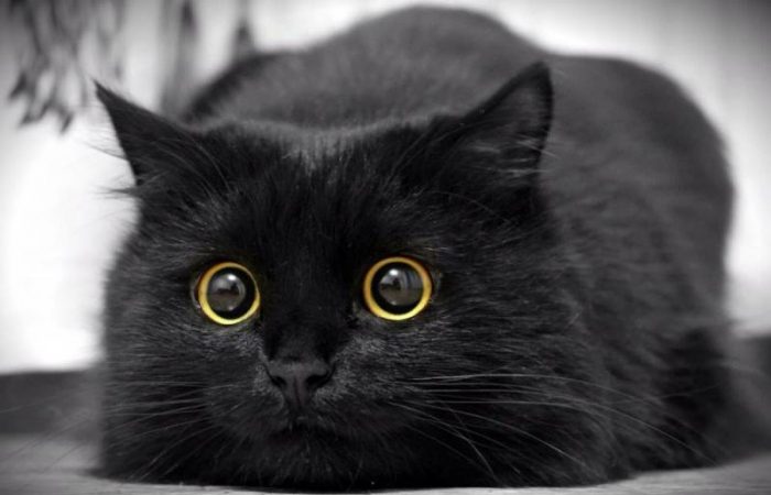 Не дайте Пятнице 13 испортить ваш день: три важных предостережения на 13 марта 2026 года