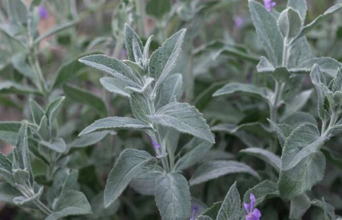 Шалфей на грядке равен восьми годам тюрьмы